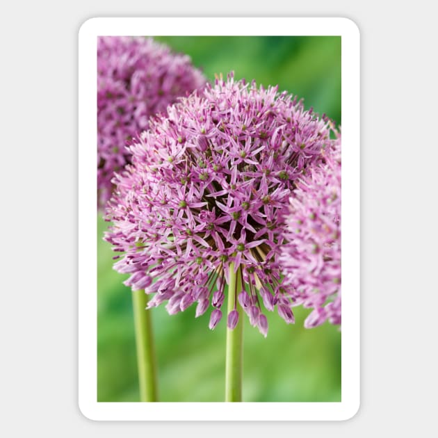 Allium stipitatum  'Mars' Sticker by chrisburrows